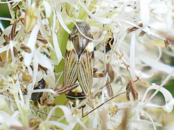 Miridae: Rhabdomiris striatellus